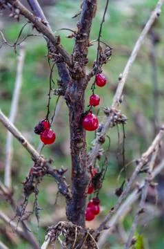 Red berries of currant on background with other berries. ?urrant on a dried b Stock Photos