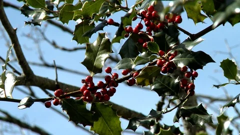Red berries det Stock-Footage 111438568