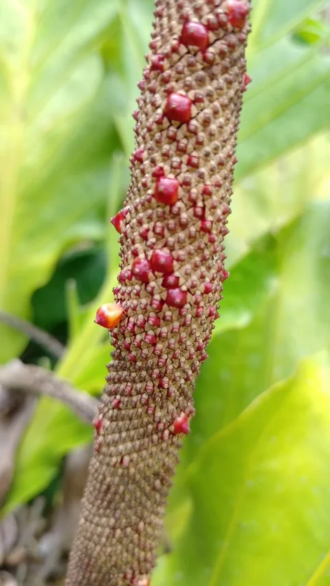 Red berries dot a textured stalk Vidéo 331846323