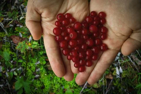 Red berries folded in the shape of a heart in female palms Stock Photos