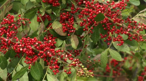 Red Berries  Stock Footage 94505