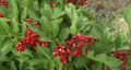 Red Berries HD Footage