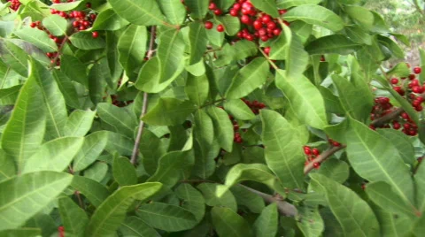 Red Berries Stock Footage 94757