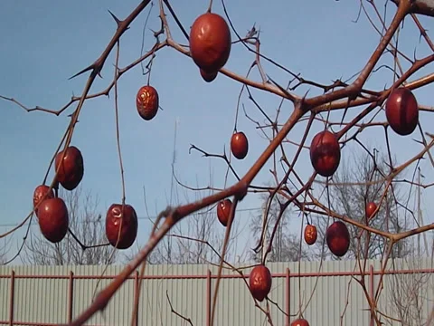Red berries Stock Footage 72920273