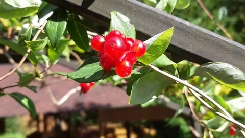 Red berries  Stock Footage 96743512