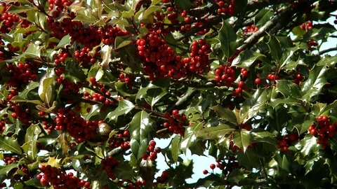Red berries Video stock 111438631