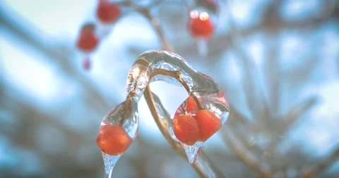 Red berries Stock-Footage 143859149