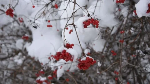 Red berries Stock Footage 146464176