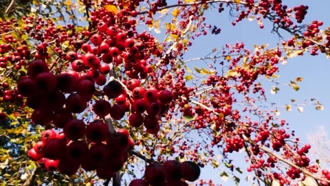 Red Berries Stockbeeldmateriaal 165868012