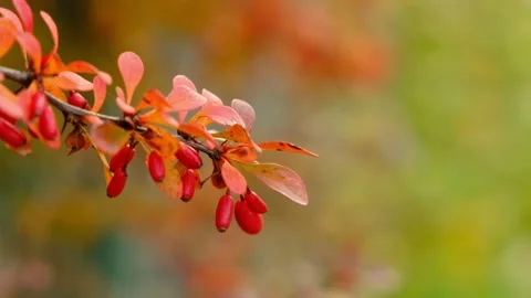 Red Berries Stock Footage 220617171
