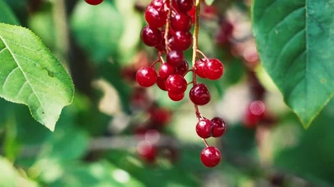 Red berries Stock Footage 280297937