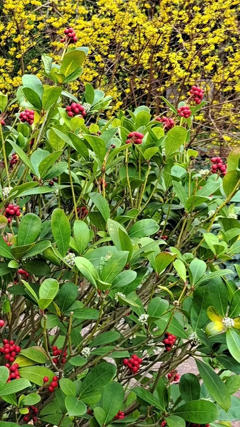 Red berries Stock Footage 308537047