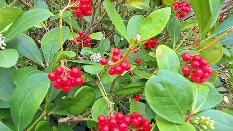 Red berries 스톡 동영상 308576583