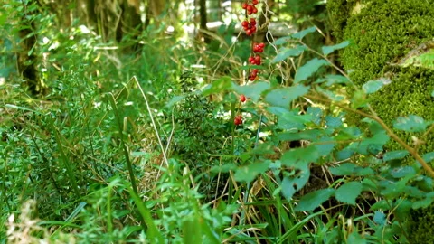 Red berries in the forest Stock Footage 94226537