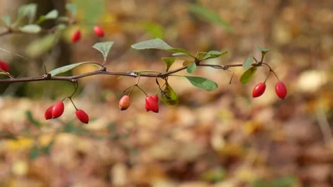 Red berries in the forest 스톡 동영상 141764850