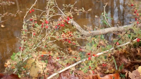 Red berries in the forest on thin branches Vídeo Stock 141765089