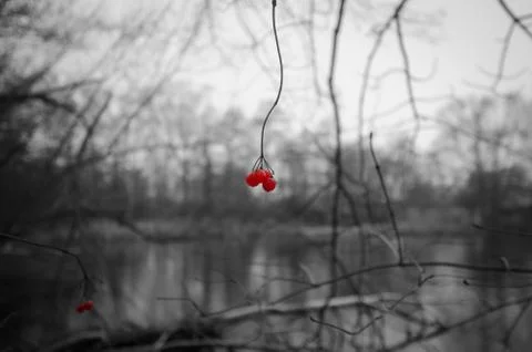 Red berries in the forrest Stock Photos