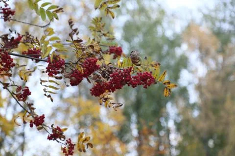 Red Berries in the forrest 库存照片