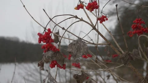 Red berries frozen in winter Video stock 238012999