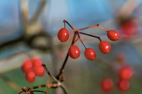 Red berries fruit Foto stock