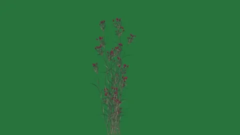 A red berries on green background and flowers screen isolated on green screen Stock Footage 336968826
