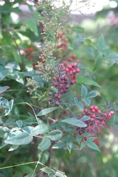 Red berries on green bush in sunlight Stock Photos