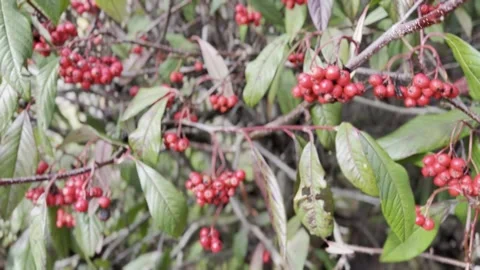 Red Berries on Green Leafy Branches Close Up Vídeo Stock 331057182