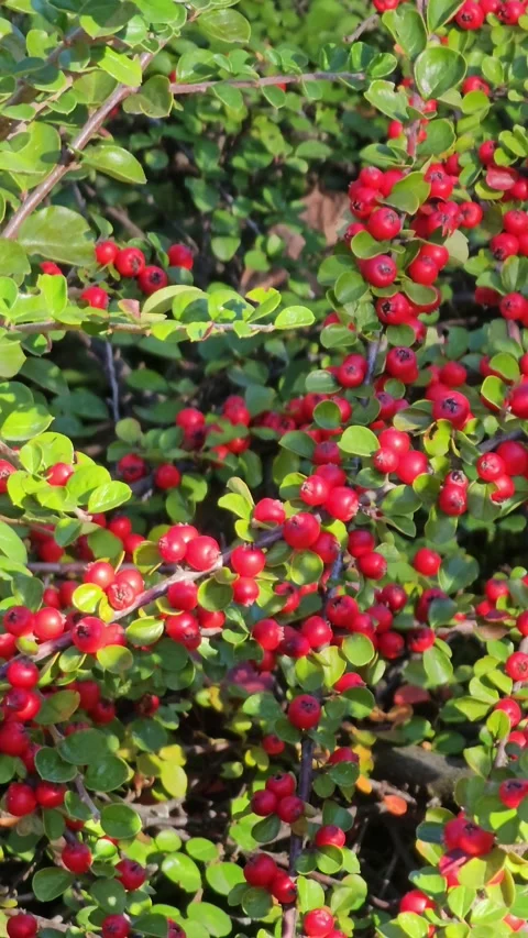Red berries on green leaves of Cotoneaster horizontalis. Autumn, October Stock Footage 312010522