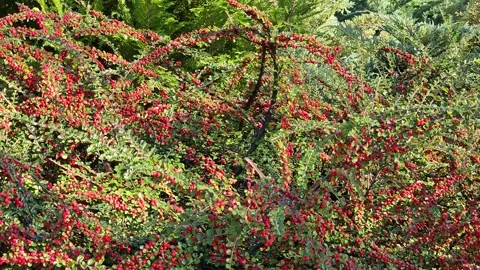 Red berries on green leaves of Cotoneaster horizontalis. Autumn, October Stock Footage 312010524