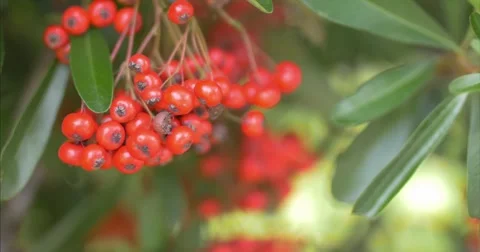 Red Berries Green Leaves Pulling Focus, Steady Tripod Stock Footage 68900442