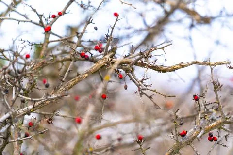 Red berries grow on branches during autumn in a natural setting Foto stock