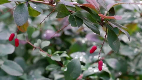 Red berries grow on the tree. The movement of branches due to the wind. Stock Footage 166163380