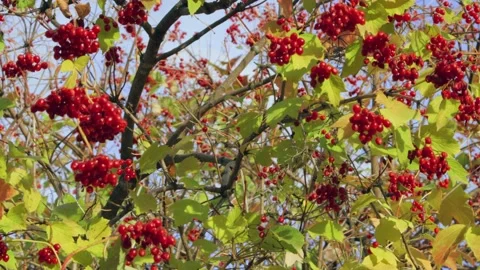 Red berries of guelder-rose tree Video stock 167322657