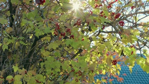Red berries of guelder-rose tree Stock Footage 167347752