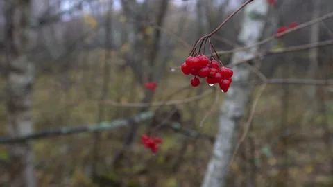 Red berries hang from thin branches in a forest as trees stand still during late Stock Footage 336017199