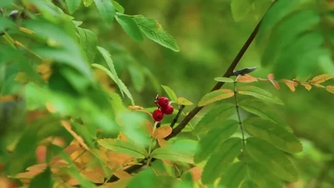 Red berries hanging from a branch surrounded by green leaves Stock Footage 314564310