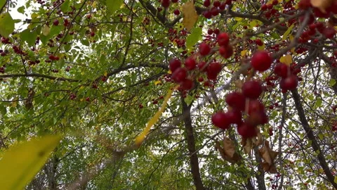 Red berries hanging from tree branches in autumn Stock Footage 314032280