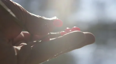 Red berries held in hand Video stock 58096081
