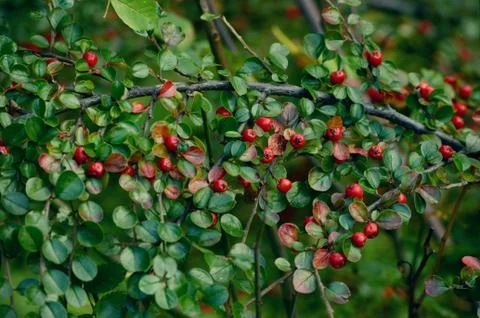Red berries of Horizontal cotoneaster. Stock Photos