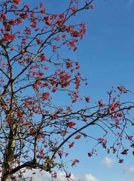 Red berries on a leafless rowan tree against a clear blue sky on a sunny au.. Stock Photos