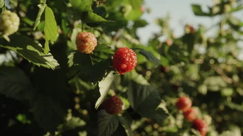 Red Berries on Leafy Branch With Soft Background Stock-Footage 336338452