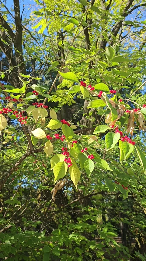 Red berries of Maack's honeysuckle on branches with green and yellow leaves Stock Footage 313610422