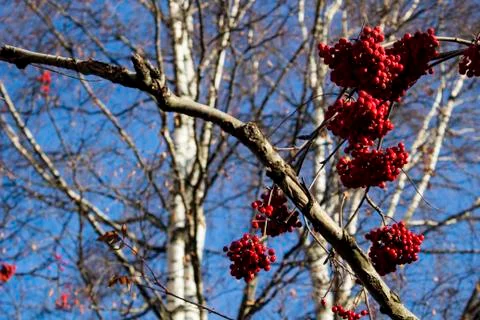 Red berries of mountain ash on the background of tree branches Stock Photos