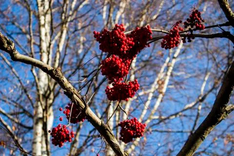Red berries of mountain ash on the background of tree branches Stock Photos