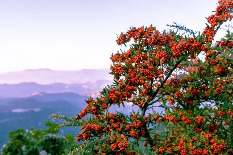 Red berries, like a mountain ash, on the background of mountains Stock Photos