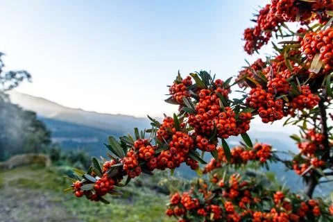 Red berries, like a mountain ash, on the background of mountains Stock Photos