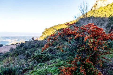 Red berries, like a mountain ash, on the background of mountains Stock Photos
