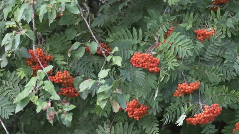 Red Berries on Mountain Ash Stock Footage 247031026