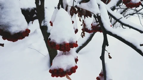 Red berries mountain ash undersnow, outdoors , closeup 4K Stock Footage 99631429
