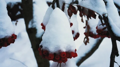 Red berries mountain ash undersnow, outdoors , closeup 4K Stock Footage 99631504